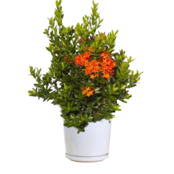 Dwarf Ixora Plant